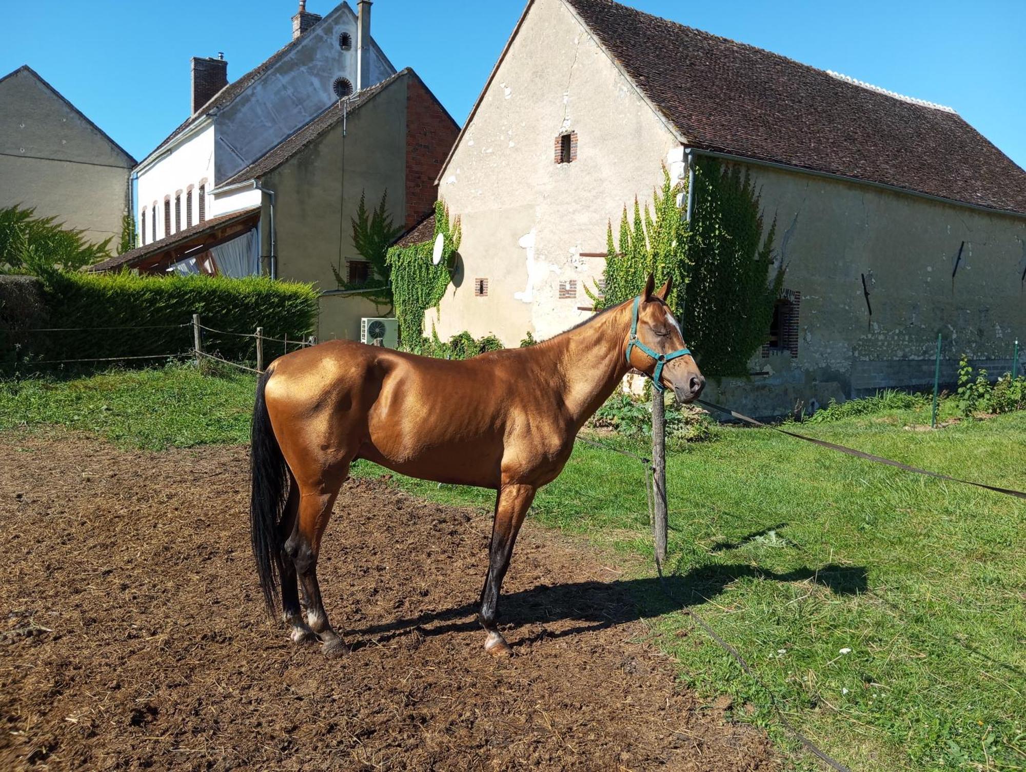 Le Moulin Neuf Villa Brienon-sur-Armançon Eksteriør billede